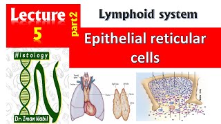 Epithelial reticular cellsHistology of thymusBlood and lymphoid system [upl. by Lebezej638]