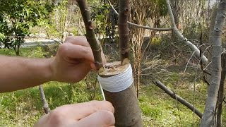 Cleft Grafting a Fig Tree [upl. by Koloski]