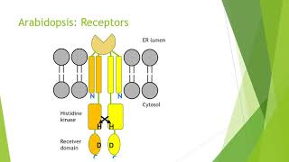 Cytokinin Biochemistry [upl. by Arakat334]