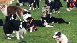 Almost 600 Border Collies Gather in Attempt to Break World Record [upl. by Ahsiekyt]