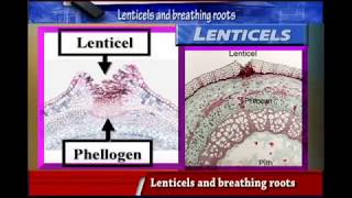 LENTICELS and BREATHING ROOTS [upl. by Pleasant368]