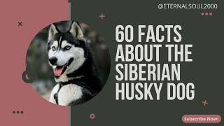 Siberian Husky Fun Facts Learn Something New Today [upl. by Clarinda]