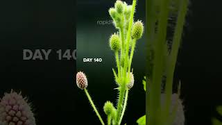 Legendary quotTouch Me Notquot Plant timelapse [upl. by Lajet]