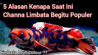 5 ALASAN KENAPA CHANNA LIMBATA LEBIH BAIK DARI AURANTI [upl. by Nauh]