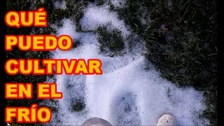 HORTALIZAS Y PLANTAS PARA EL INVIERNO  QUÉ SEMBRARÉ EN CLIMA FRÍO [upl. by Vacuva120]