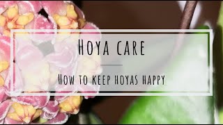 Hoya care how to keep Hoya plants happy [upl. by Kirrad]