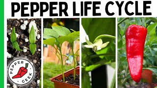 Growing Peppers Is So Much Easier When You Understand This [upl. by Asselam]