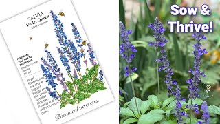 Everyones Guide to Sowing Salvia Seeds Tips and Tricks for Success [upl. by Libna]