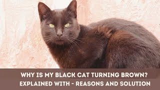 😻 Why Is My Black Cat Turning Brown  Why is my black cat rusting [upl. by Anetsirhc]