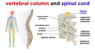 The Central Nervous System The Brain and Spinal Cord [upl. by Tobit]