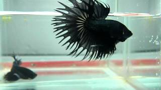 pez betta corona black cooper [upl. by Fancy]