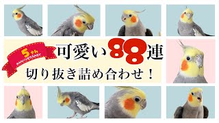 【YouTube５周年記念】かわいんこ88連発！切り抜き詰め合わせ オカメインコこはくさん [upl. by Poliard882]