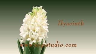 Timelapse of Growing White Hyacinth flower [upl. by Ntsud241]