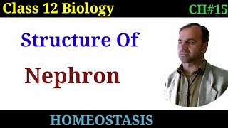 Structure of Nephron  Nephron class 12  Excretion  Structure if kidney [upl. by Verla]