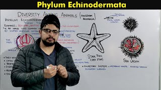 Phylum Echinodermata Characteristics and Overview [upl. by Attenej]