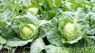 How To Grow Cabbages In Containers  Home Garden gardeningtips cabbage cabbagefarming [upl. by Aihsilat]