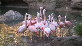 Flamingos Move into Their New Habitat [upl. by Maurilla]