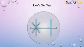 Corynebacterium diphtheria and elek’s gel precipitation test [upl. by Anivlek]