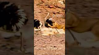 Lioness attacks an Ostrich animals lions wildlife [upl. by Kulseth302]