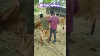 vaccination vaccine vaccines vet veterinary hospital vethospital [upl. by Trixy]