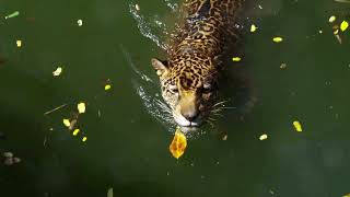 Echo of Mesoamerica Jaguar [upl. by Hsu]