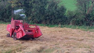 Massey ferguson 735 combine in action [upl. by Helena]