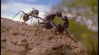 The Incredible Lives of Ants  Attenborough Life in the Undergrowth  BBC Earth [upl. by Igenia246]