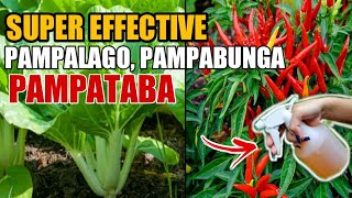 SUPER EFFECTIVE NA PAMPALAGO NG MGA DAHON AT PAMPABUNGA NG HALAMAN [upl. by Adair295]