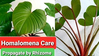 Homalomena Care Guide  Rubescens Rhizome Propagation [upl. by Airpal]