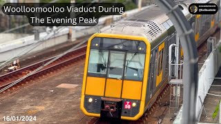 Woolloomooloo Viaduct During The Evening Peak [upl. by Aguayo]