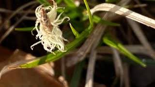 Grass Lawn Alternatives  Video 2 Pennsylvania Sedge Carex Pensylvanica [upl. by Waylen]