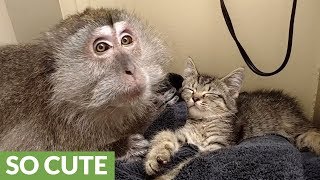 Monkey extremely excited for rescued kitten addition [upl. by Ailegnave]