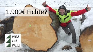 🌲€ SÜNDHAFT teures Holz € Stämme von Fichte Tanne Kiefer und Lärche wildaufwald [upl. by Reggy]