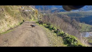 DANGEROUS GIANT WILD BOAR HUNT hunting wildboar hog [upl. by Gonta]