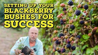 How to Plant Blackberry Bushes and Complete SETUP [upl. by Felipa]