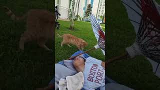 Honky cat Lemon Love playing with Umbrella Youre the Alltime ShortsMovies3 [upl. by Erasmo]