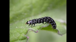 Timothy Tortrix  disappointment from beauty [upl. by Waddington330]