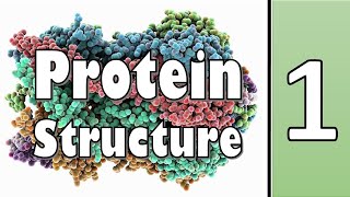 Primary Structure of Protein  Biochemistry  سنة أولى طب  كيمياء الحياتية  M1000  5 [upl. by Gnouv]