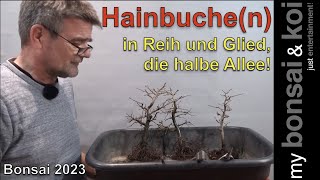 Bonsai 202330  Hainbuchen  Carpinus betulus  in Reih und Glied die halbe Allee [upl. by Ibocaj]