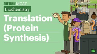 Protein Synthesis Biochemistry  Sketchy MCAT [upl. by Hercule390]