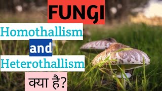 homothallism and heterothallism kya h in hindi [upl. by Fesuoy]