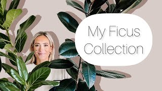 My Ficus collection⭐️10 varieties⭐️ [upl. by Gui]