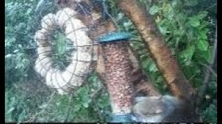 Autumn Birds And Grey Squirrels On Visit To My Cottage Garden Scone By Perth Perthshire Scotland [upl. by Gassman292]