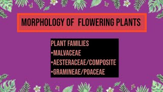 Morphology of flowering plants Malvaceae Aesteraceae poaceae [upl. by Ennire]