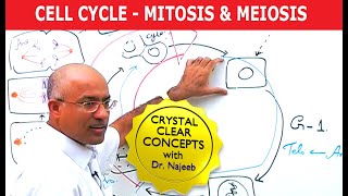 Cell Cycle and Genes  Mitosis amp Meiosis [upl. by Cy593]