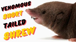 Venomous Short Tailed Shrew [upl. by Alsworth]