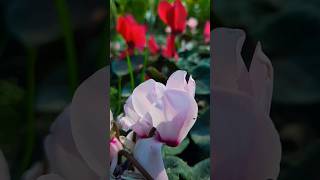 cyclamen plant  winter flower  garden  gardening flowers [upl. by O'Neil]