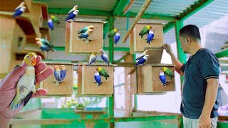 AFRICAN LOVEBIRD FARMING How to Succeed in Bird Raising with Hundreds of Newly Hatched Birds [upl. by Sucerdor469]