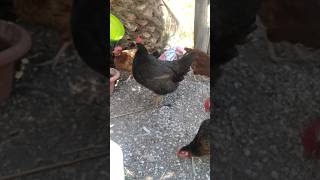 gallina negra [upl. by Ariamoy785]