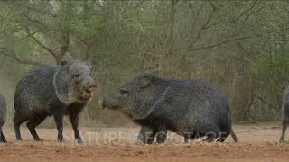 Javelinas fighting [upl. by Enelie]